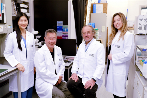 HKUMed demonstrates that ‘cloaked’ and safe human stem cells work, paving the way for off-the-shelf transplants without immune rejection. The research team includes (from left) Dr Vivian Tam, Professor Danny Chan, Professor Andras Nagy and Nicole Wong.